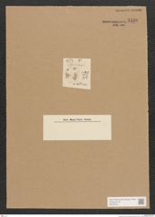 Diatomeae indet. Zeichnungen Sammlung Grunow Nr. 4538 (NHMW-BOT-W0372514)